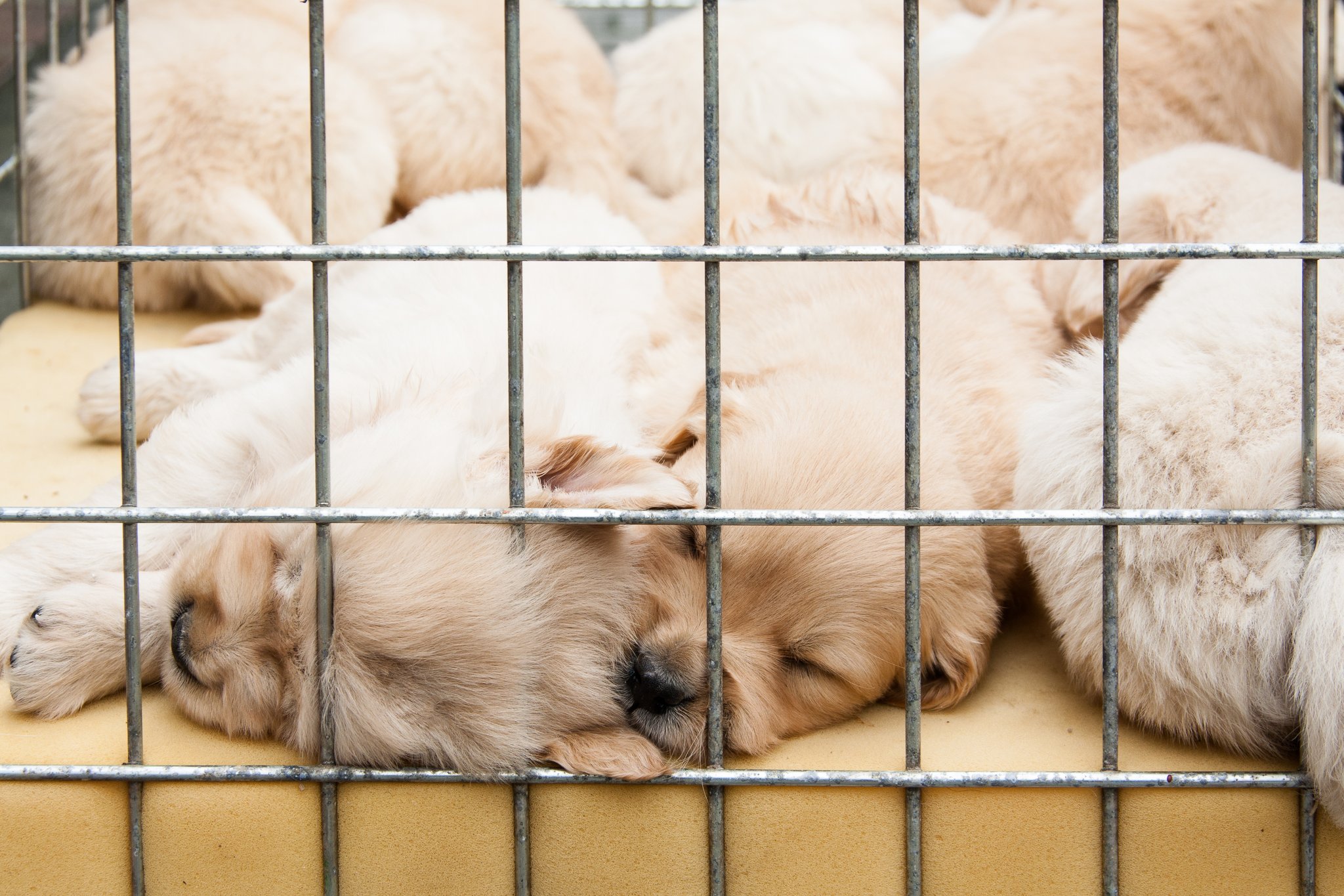 Neue Tierrechte sollen Tierwohl verbessern