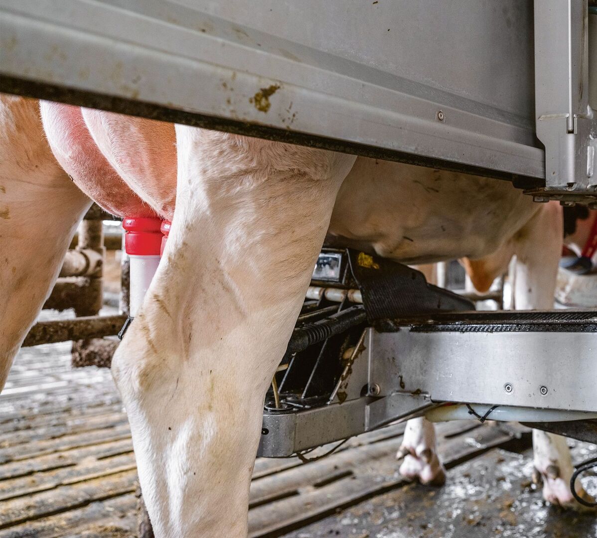 Sensoren erfassen Milchmenge, Qualität und Tiergesundheit in Echtzeit.
