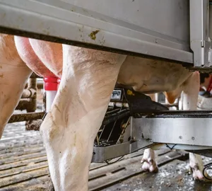 Sensoren erfassen Milchmenge, Qualität und Tiergesundheit in Echtzeit.