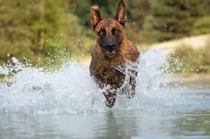 Schäferhunde zeichnen sich durch ihren hohen Bewegungsdrang aus – wenn man diesen decken kann, hat man einen loyalen und intelligenten Hund an seiner Seite.