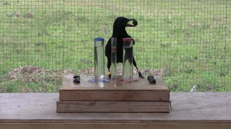 47d9df49aa5235816ca69a2d1433744bc09f3705 experiment.jpg