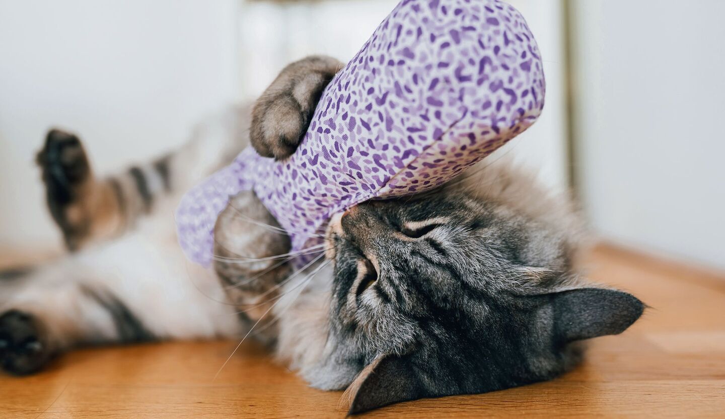 Katze-auf-Droge