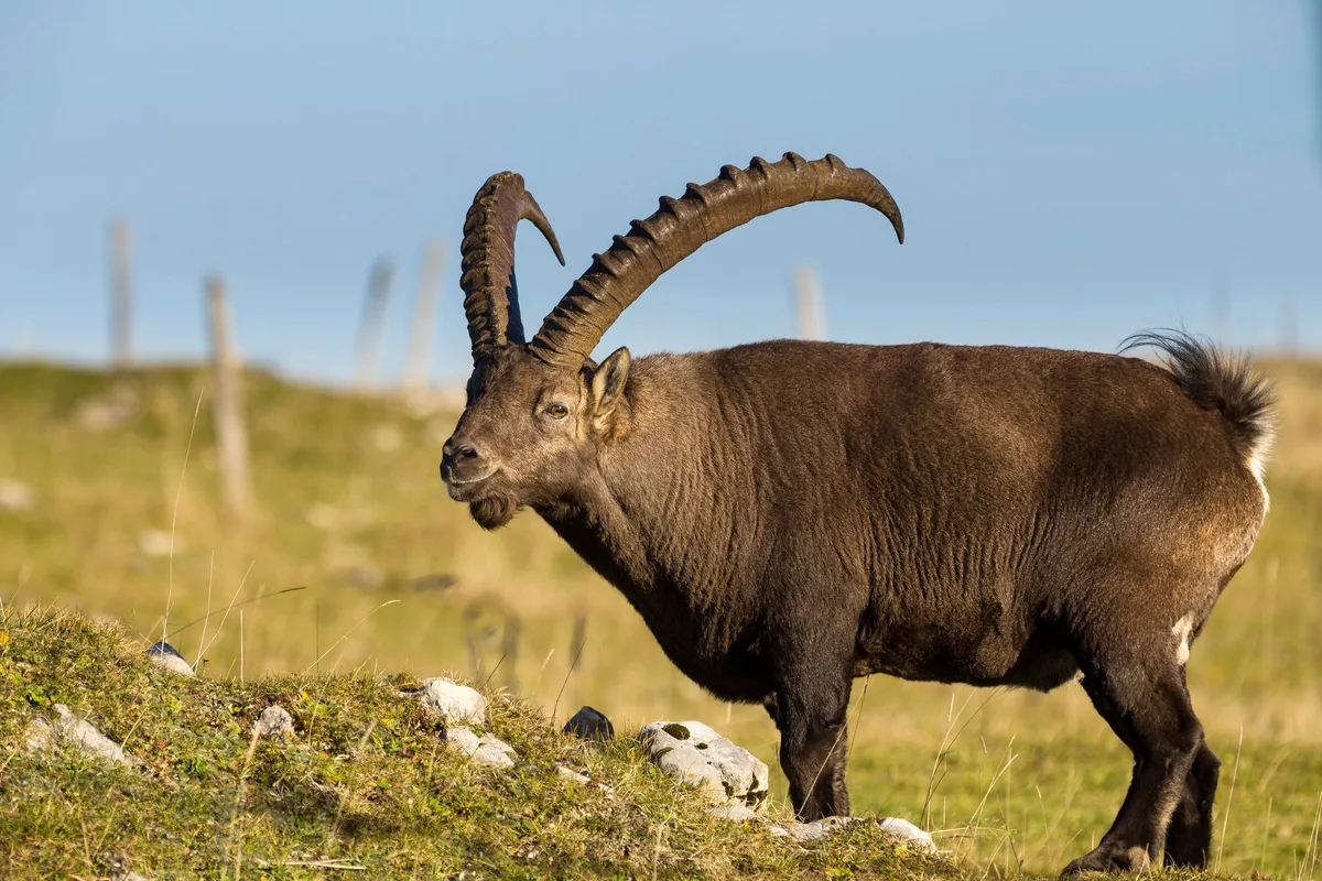 shutterstock_1763994872 Der Steinbock: König der Alpen
