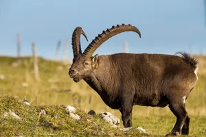 In den Alpen lebt der Steinbock auf der Höhe zwischen der Wald- und Eisgrenze.