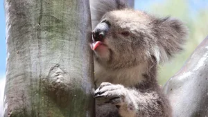 Ein Koala-Weibchen beim Trinken im You Yang Regional Park im australischen Bundesstaat Victoria.