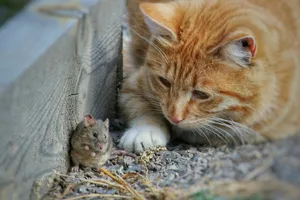 Katzen bringen ihre Beute nicht nur mit nach Hause, sondern sind auch wählerisch beim Fressen – wir haben herausgefunden, warum.
