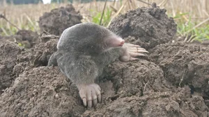 Maulwürfe legen in der Erde grosse Tunnelsysteme an, in denen sie Regenwürmer und Insekten sowie deren Larven jagen.