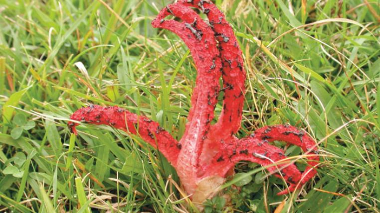 Tintenfischpilz-s.jpg