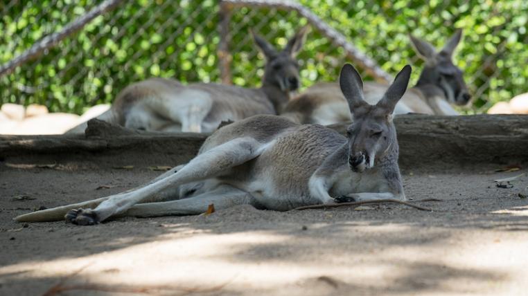 Australien