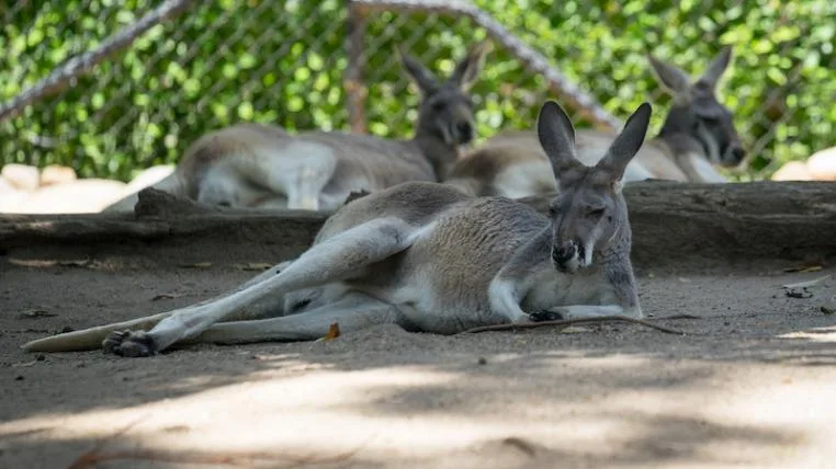 1bc530c3ac0a44bb006c9bc3ddf4e83120770525 Australien