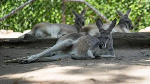 Auch die Tiere Australiens leiden unter der teils enormen Hitze. Die höchste Temperatur wurde übirgens im Ort Tarcoola mit 49 Grad Celsius gemessen.