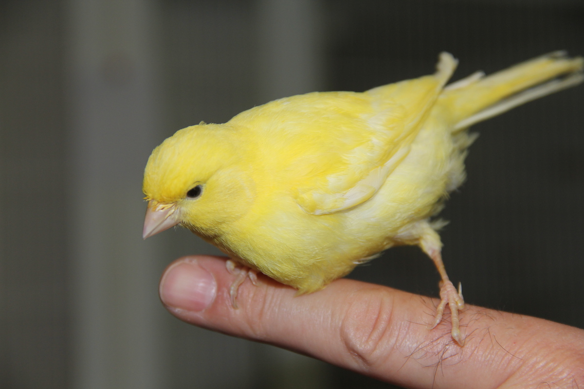 Kanarienvogel: Ein munterer Sänger zieht um die Welt