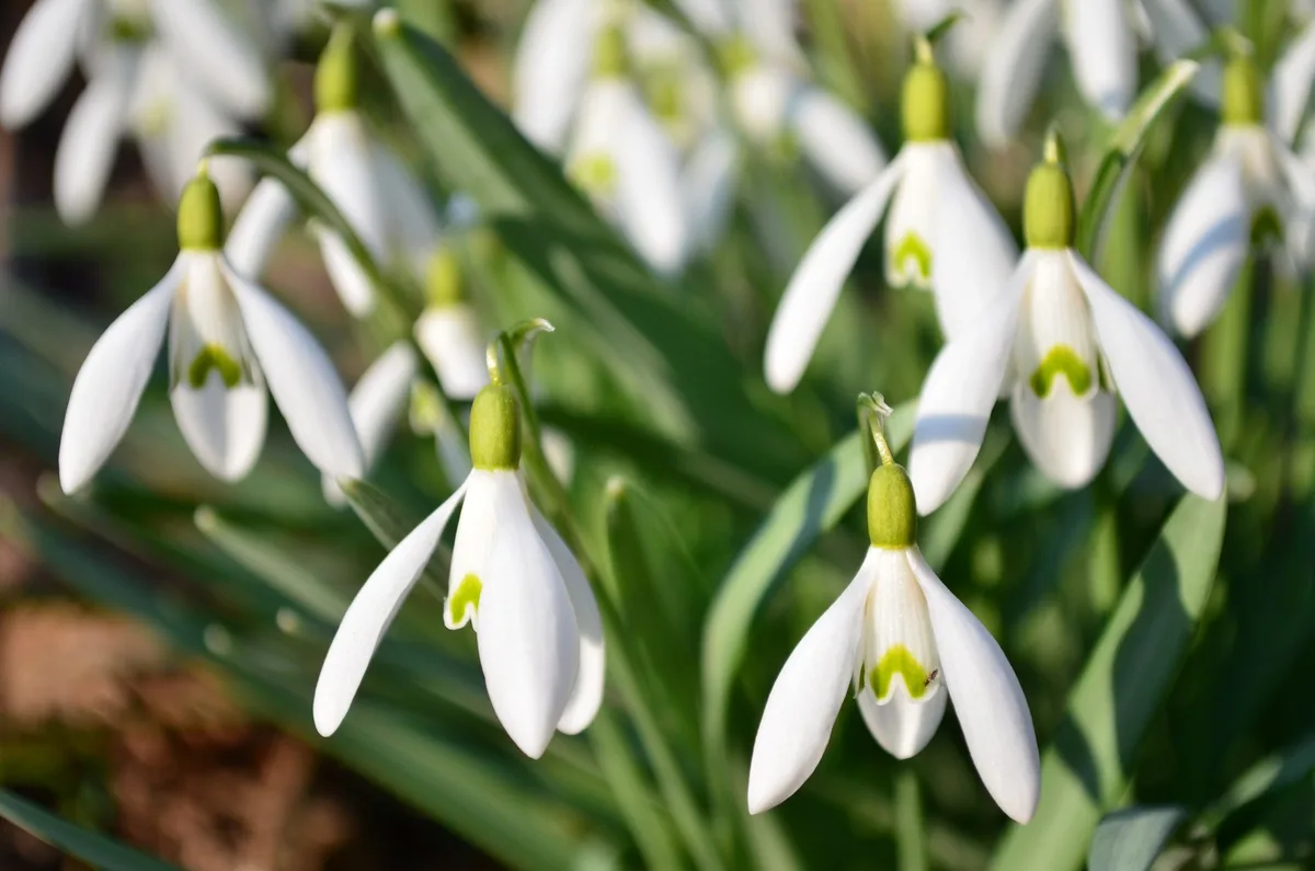 shutterstock_2214987845 Diese Pflanzen blühen im Januar und bringen Farbe in den Winter