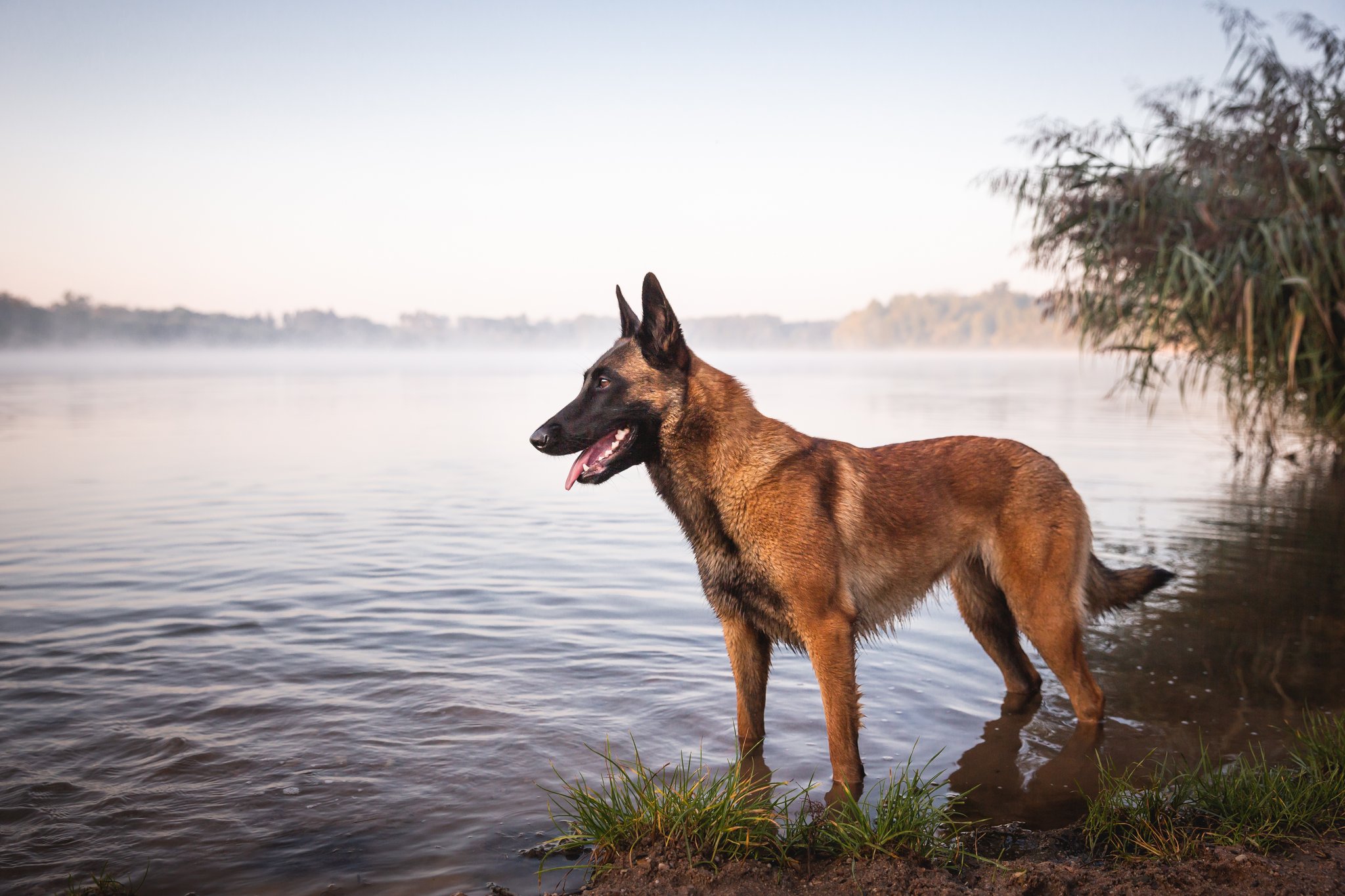 Malinois – der ehrgeizige Kamerad