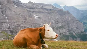 Der Produzentenpreis für Milch lag im Juni leichtüber jenem des Vorjahres.