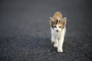Streunende Katzen aus dem Urlaub mitzunehmen, ist keine gute Idee.