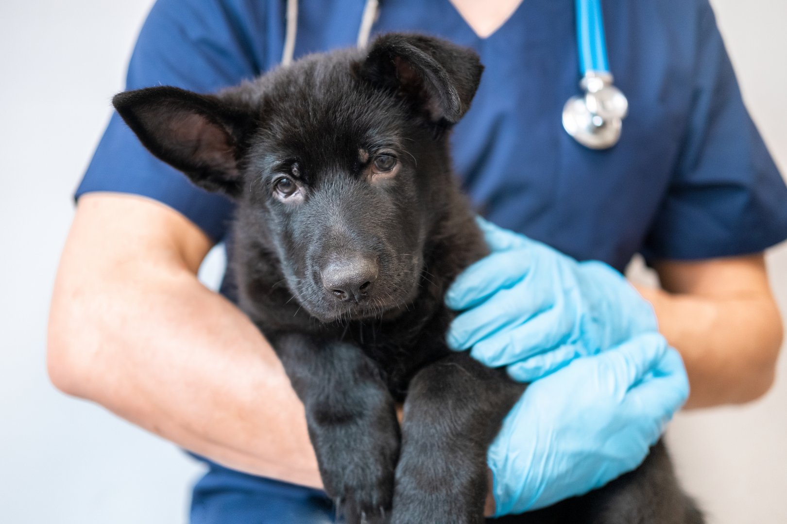 Telemedizin für Tiere: Diese Online-Dienste bieten tierärztliche Beratung per App, Telefon oder Videochat an