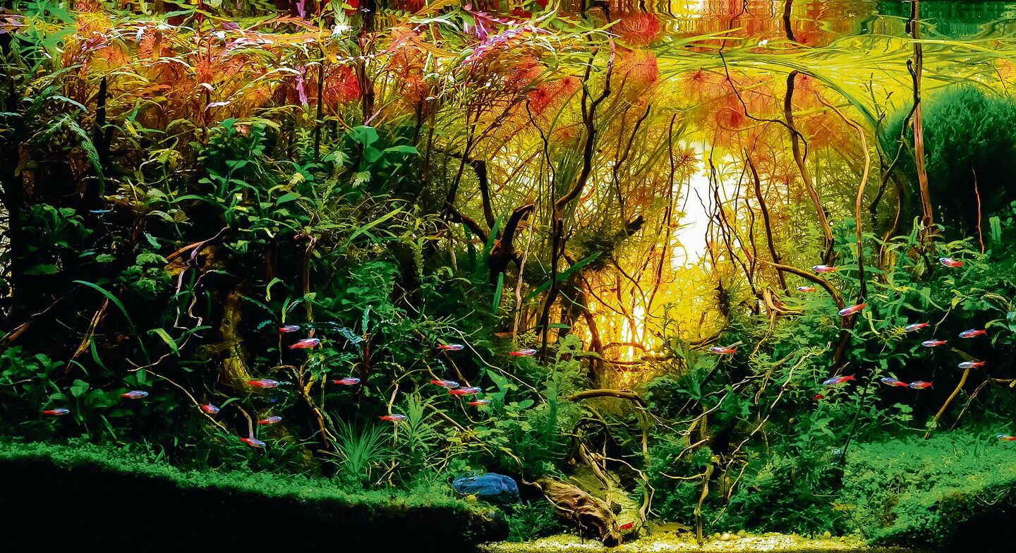 Das Aquascaping hat stets die Natur zum Vorbild.