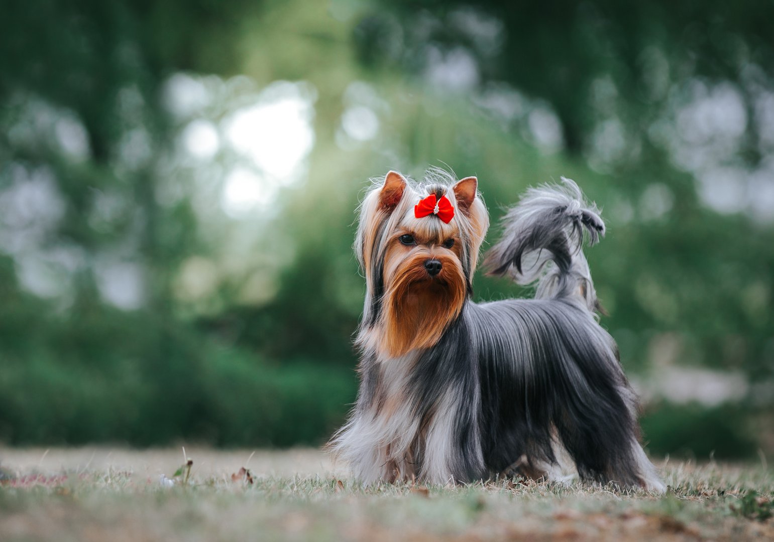 Yorkshire Terrier: Luxus-Look trifft Terrier-Mut