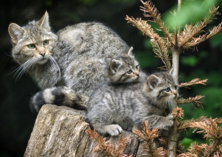 Wildkatzen