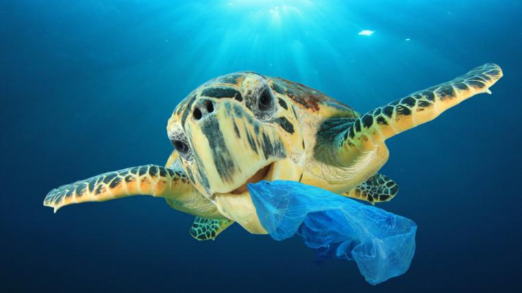 Schildkröte frisst Plastik