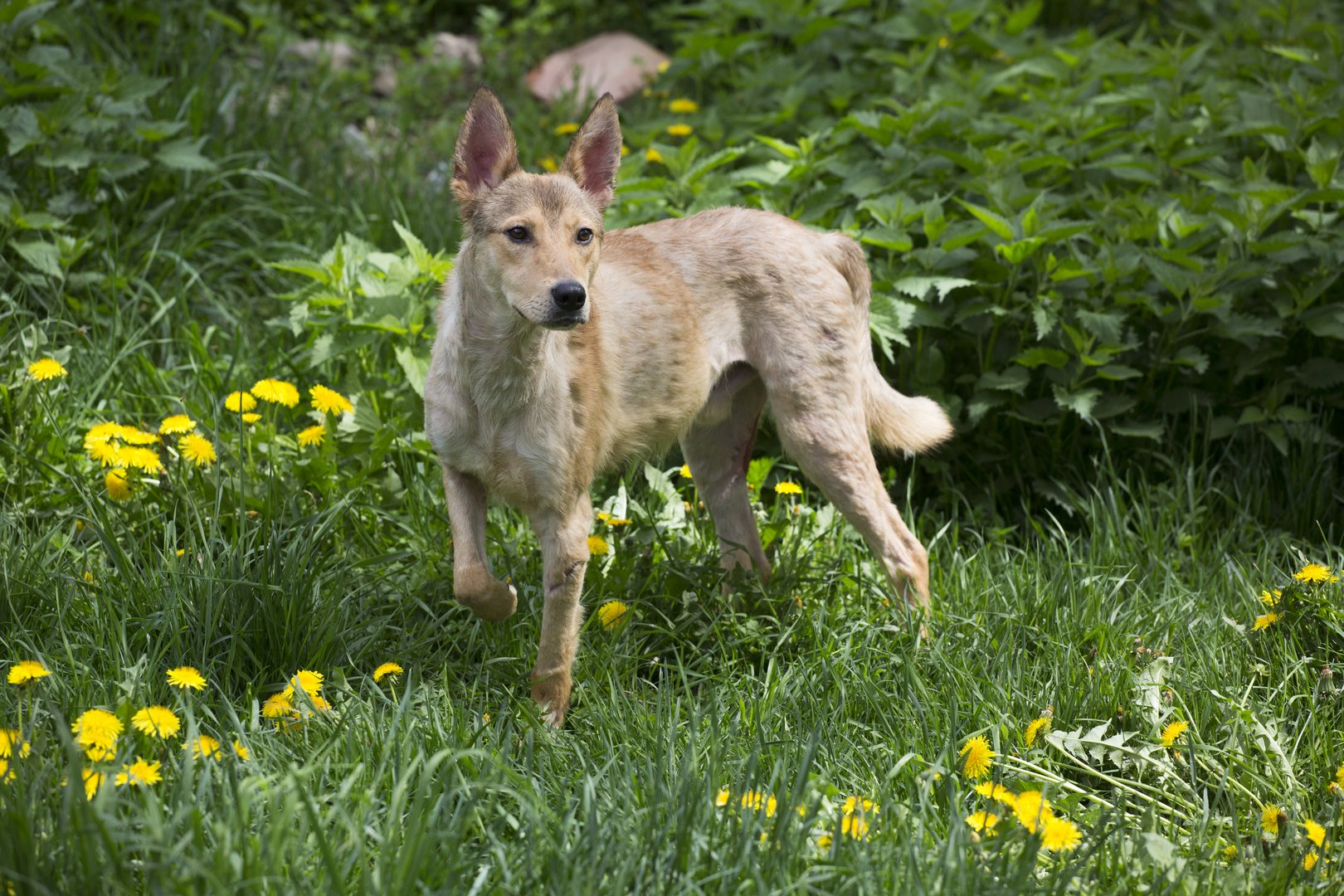 Hund kratzt sich im Frühling? Pollenallergie erkennen