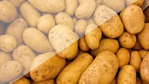 Bis zu einem Viertel der Ernte von Speisekartoffeln bleibt laut einer neuen Studie bereits bei den Produzentinnen und Produzenten auf der Strecke.