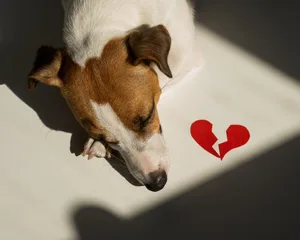 Der geliebte gemeinsame Fido wird in Rosenkriegen zunehmend zum Druckmittel gemacht. Im Idealfall ist im Voraus geklärt, zu wem der Vierbeiner nach der Scheidung darf.