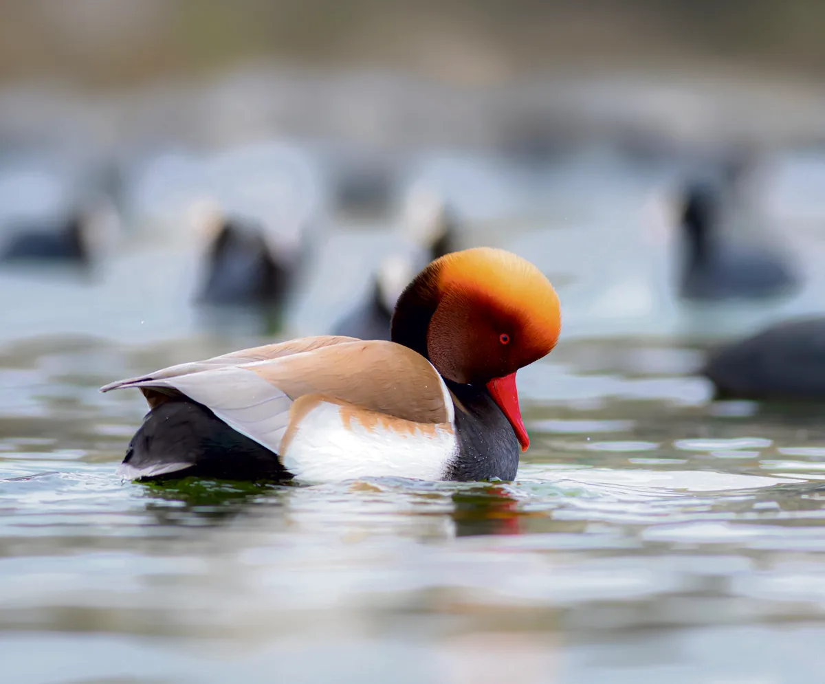 Swimming,Duck.,Colorful,Nature,Background.,Red,Crested,Pochard.,Netta,Rufina. Kolbenenten schnäbeln nach den Armleuchteralgen auf Schweizer Seen.