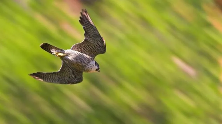 c1e6a864f6faac42af6c848c426c0ab0a9664a78 Wanderfalke_MathiasSchaef_s.jpg