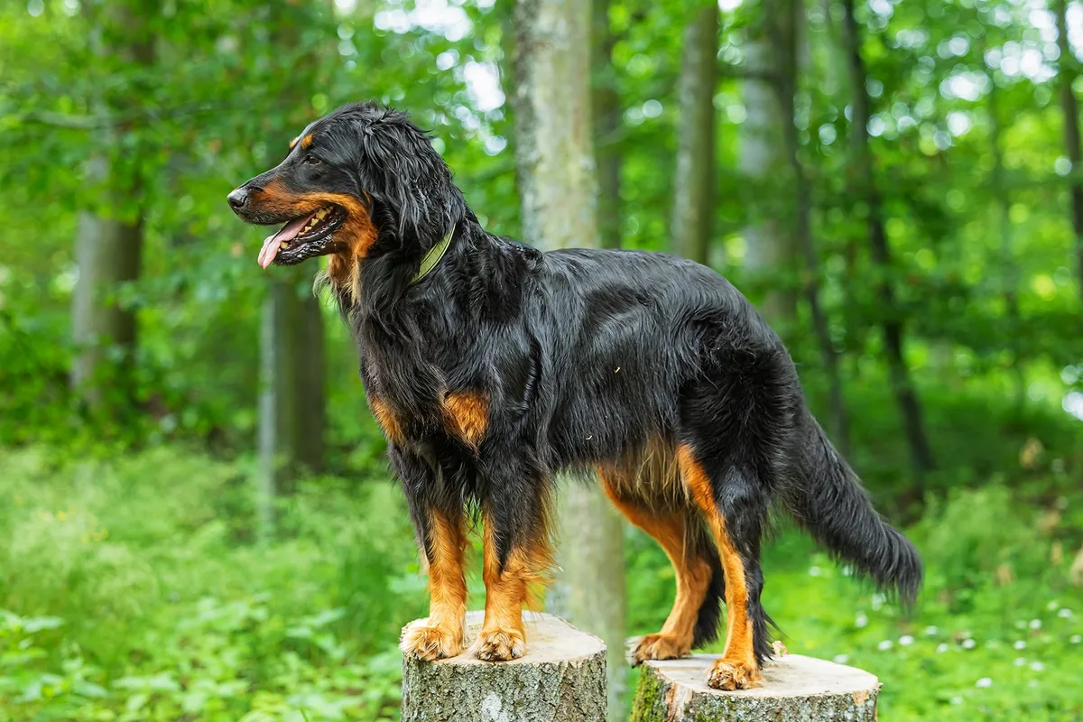 shutterstock_2476891275 Hovawart: Der zuverlässige Wächter des Hofes