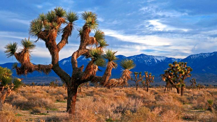 Joshua Treee Nationalpark in den USA