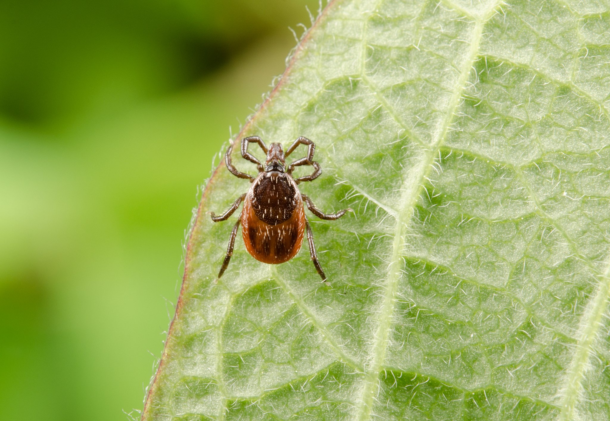 Borreliose, FSME und Coxiellose: Zeckenkrankheiten bei Kühen, Schafen und Ziegen