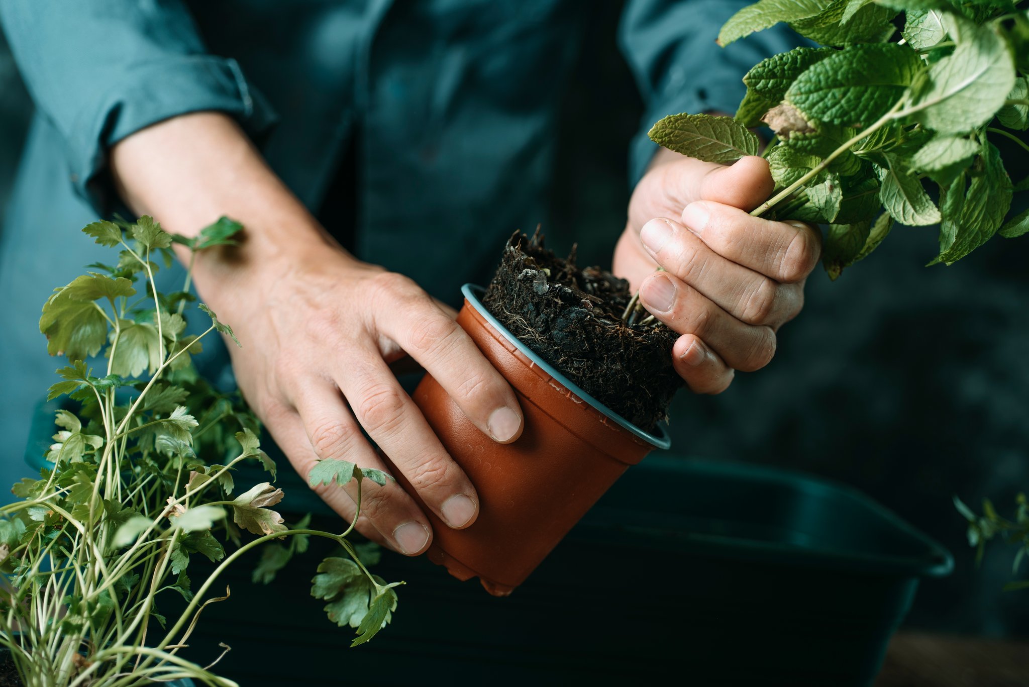 Mit diesen Expertentipps gelingt der eigene Kräutergarten