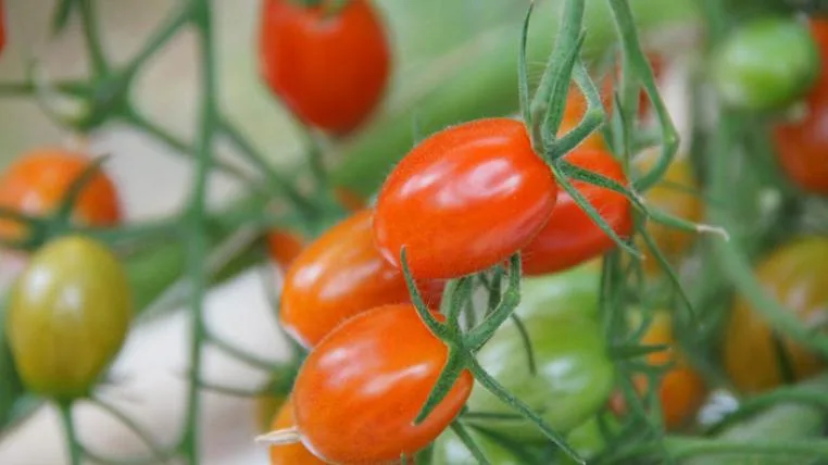 1dbed442f2c18a60653c2cec1383042e0f474565 3167_tomaten_ji_s.jpg