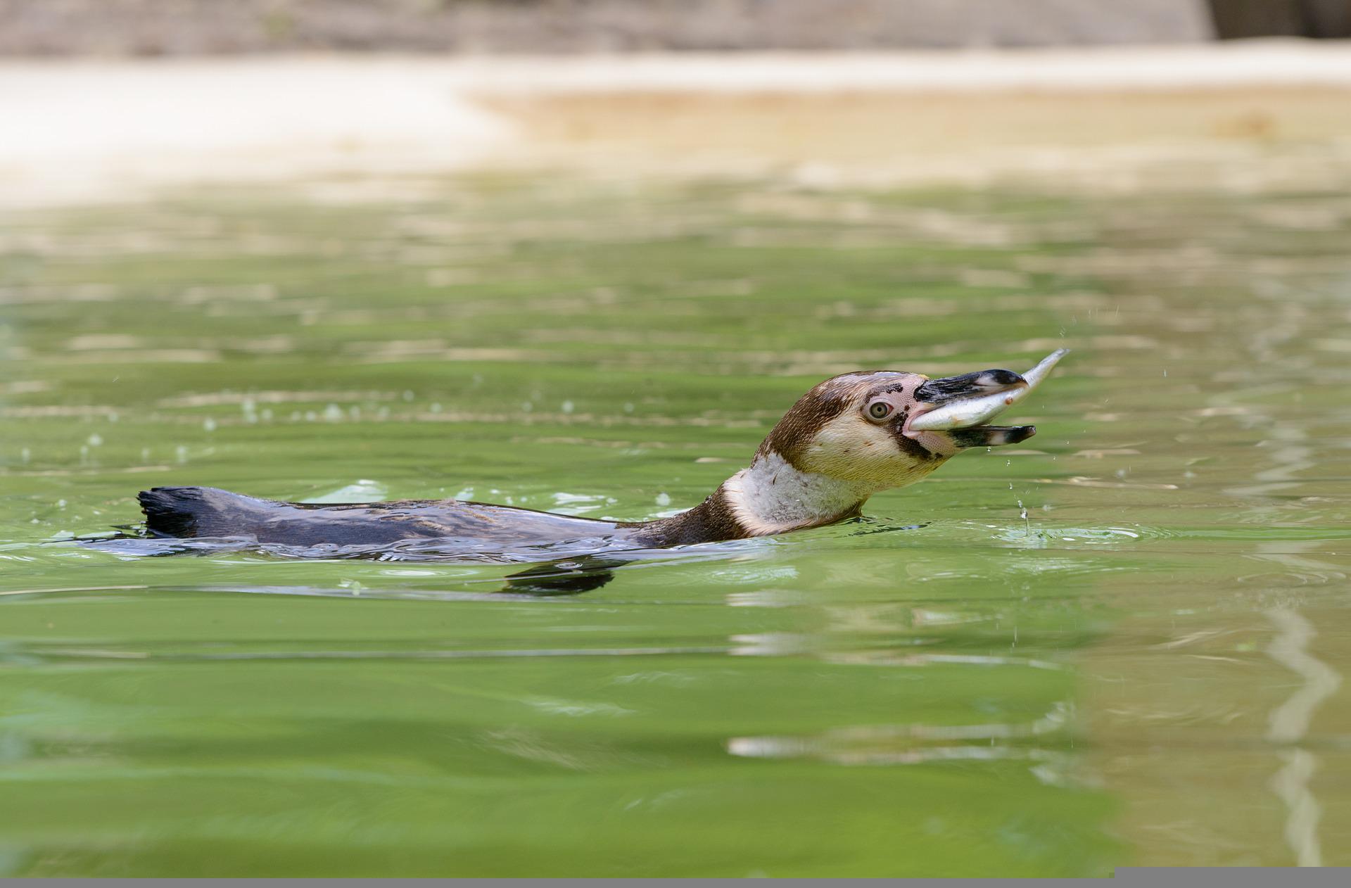 Pinguine