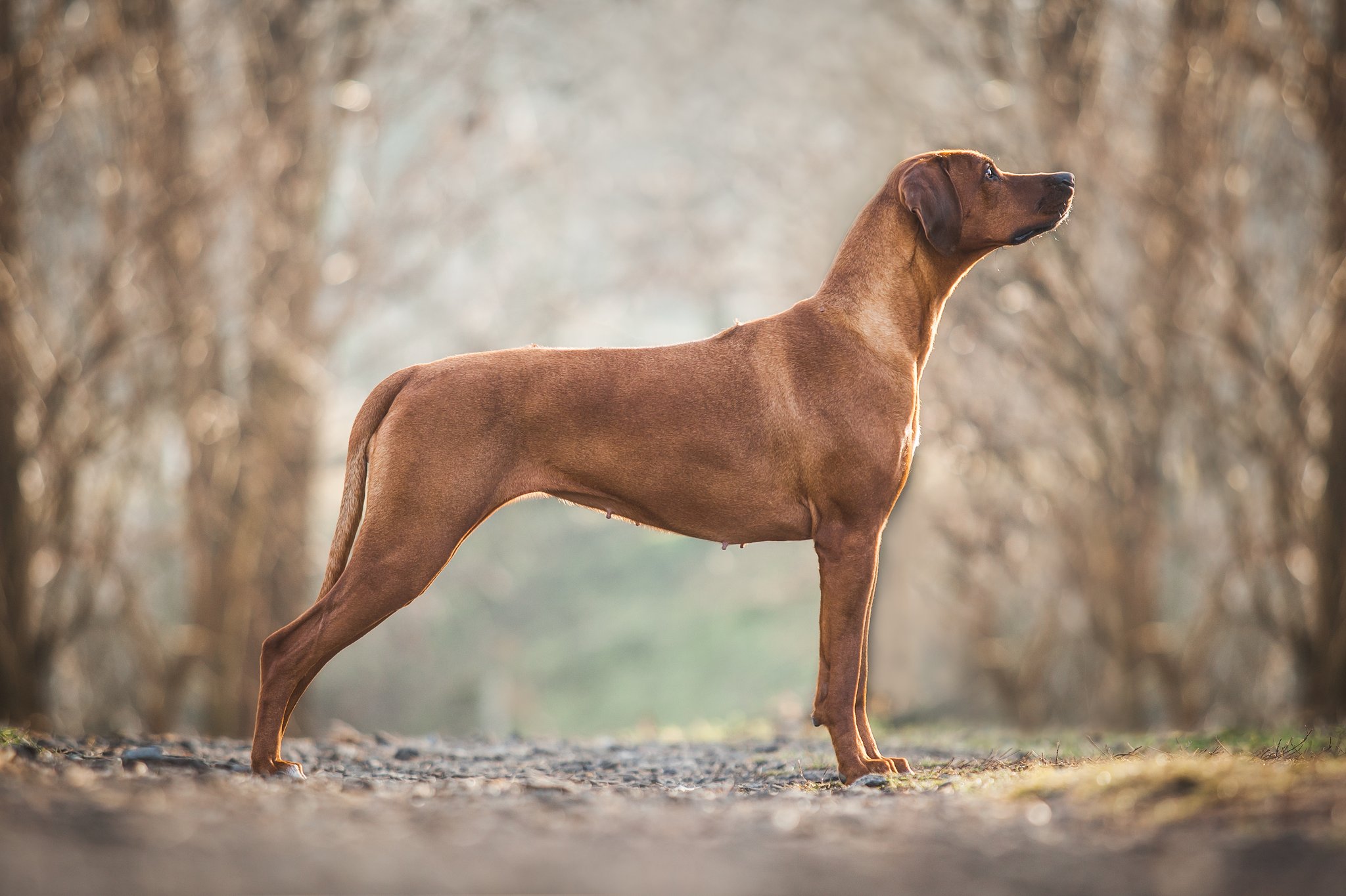 Rhodesian Ridgeback