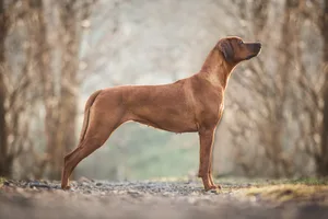 Der Ridgeback ist elegant und kräftig zugleich.