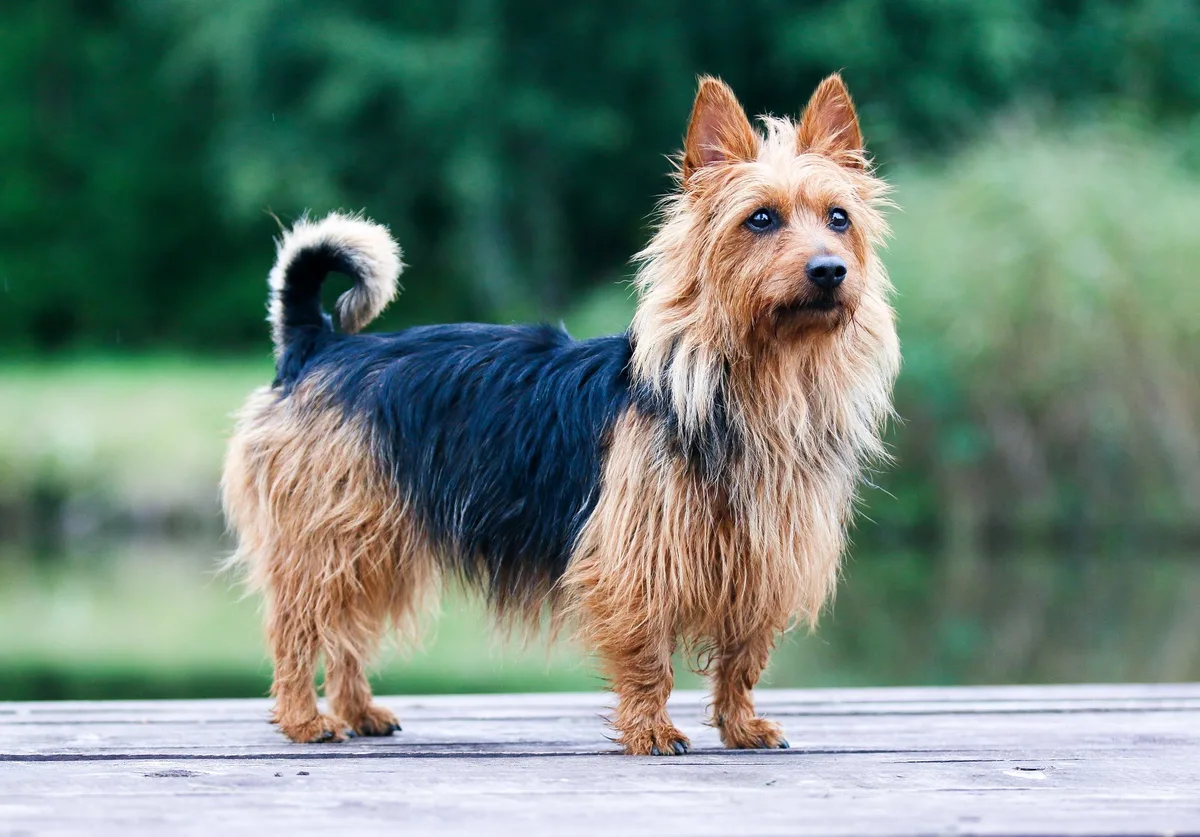 shutterstock_1160904811 Australian Terrier – der mutige Hund