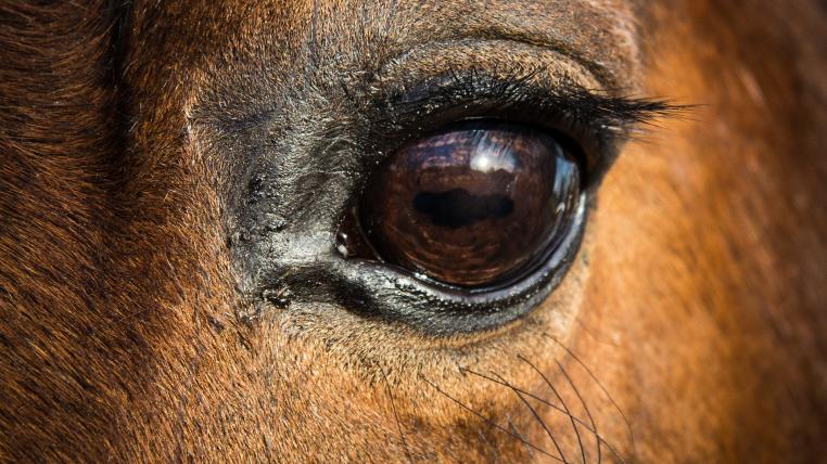 Das Auge eines Pferdes