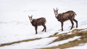 Wildtiere sollten im Winter nicht gestört zu werden, denn Stress und Flucht führt zu einem hohen Energieverlust.