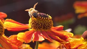Untersuchung der Kommunikation: Honigbienen konnten die von Robotern ausgesendete Impulse wahrnehmen.