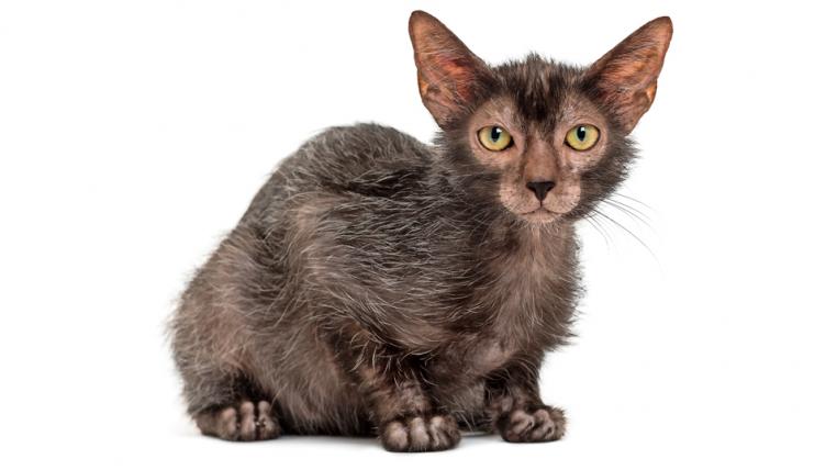 Lykoi-Katze