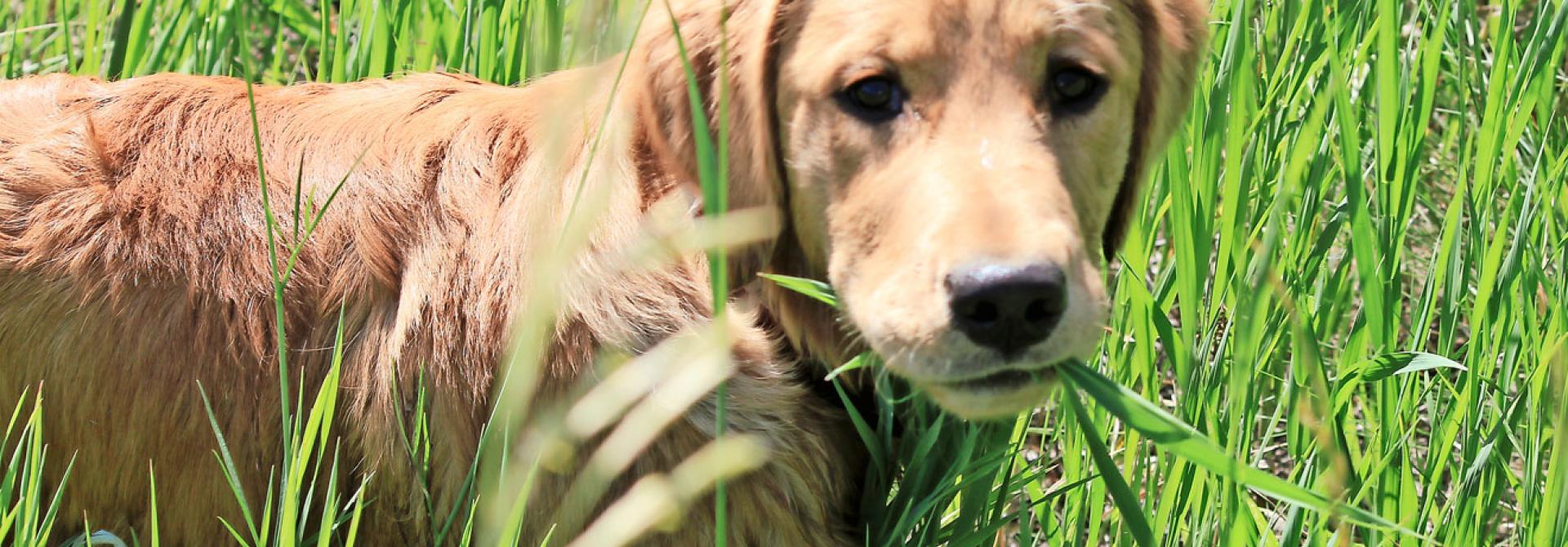 gras-hund.jpg