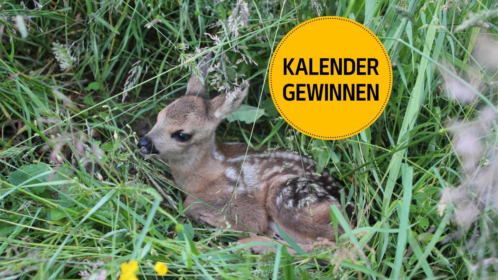 Gewinnen Sie mit etwas Glück einen Kalender von Rehkitzrettung Schweiz