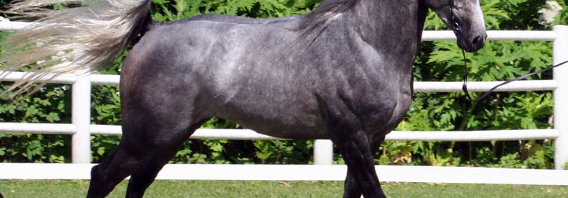 AraberSchweif2.jpg