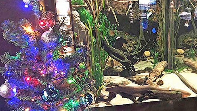 Miguel_Wattson_Electric_Eel_Tree_Lit_blog_header.jpg
