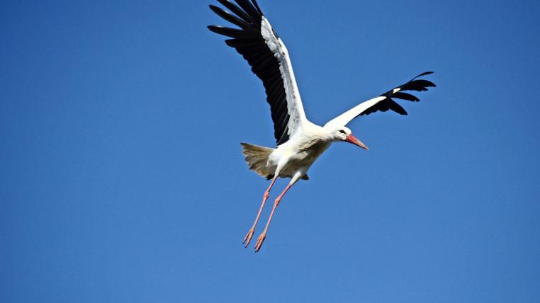 Weisstorch im Flug