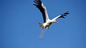 Ein Pfeil im Hals eines Storches lüftete im Jahr 1822 da Geheimnis des Vogelzugs.