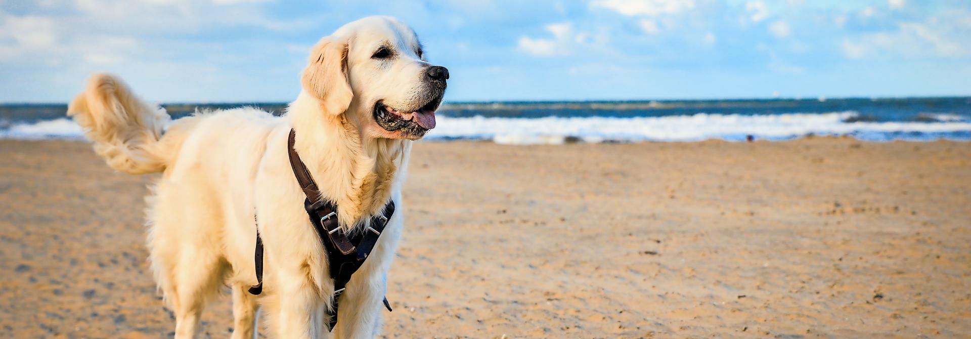 Hund am Strand